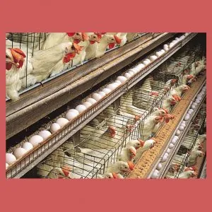 Poultry Equipment